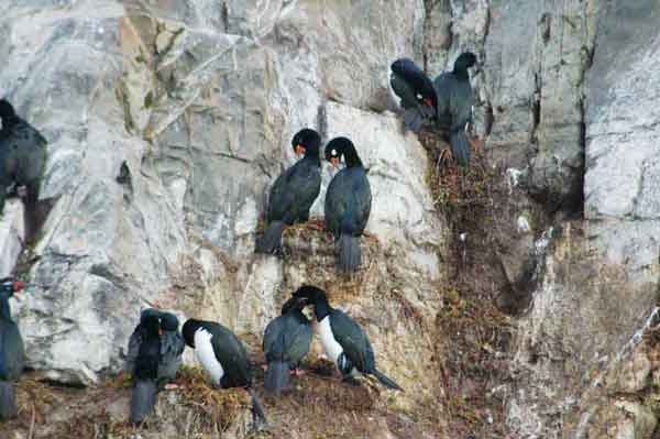Cormorán - Ushuaia - Argentina.jpg